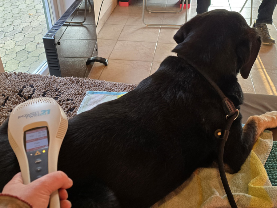 Hundephysio-Achim-Thedinghause-Hunde-staerken