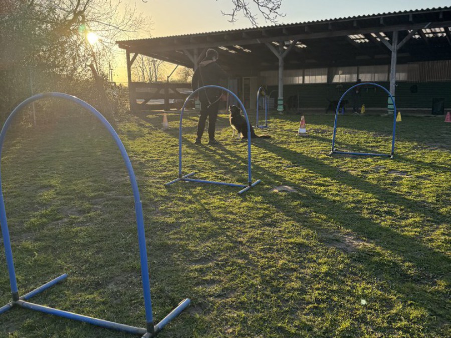 Hundebeschaeftigung-Hundesport-hunde-staerken